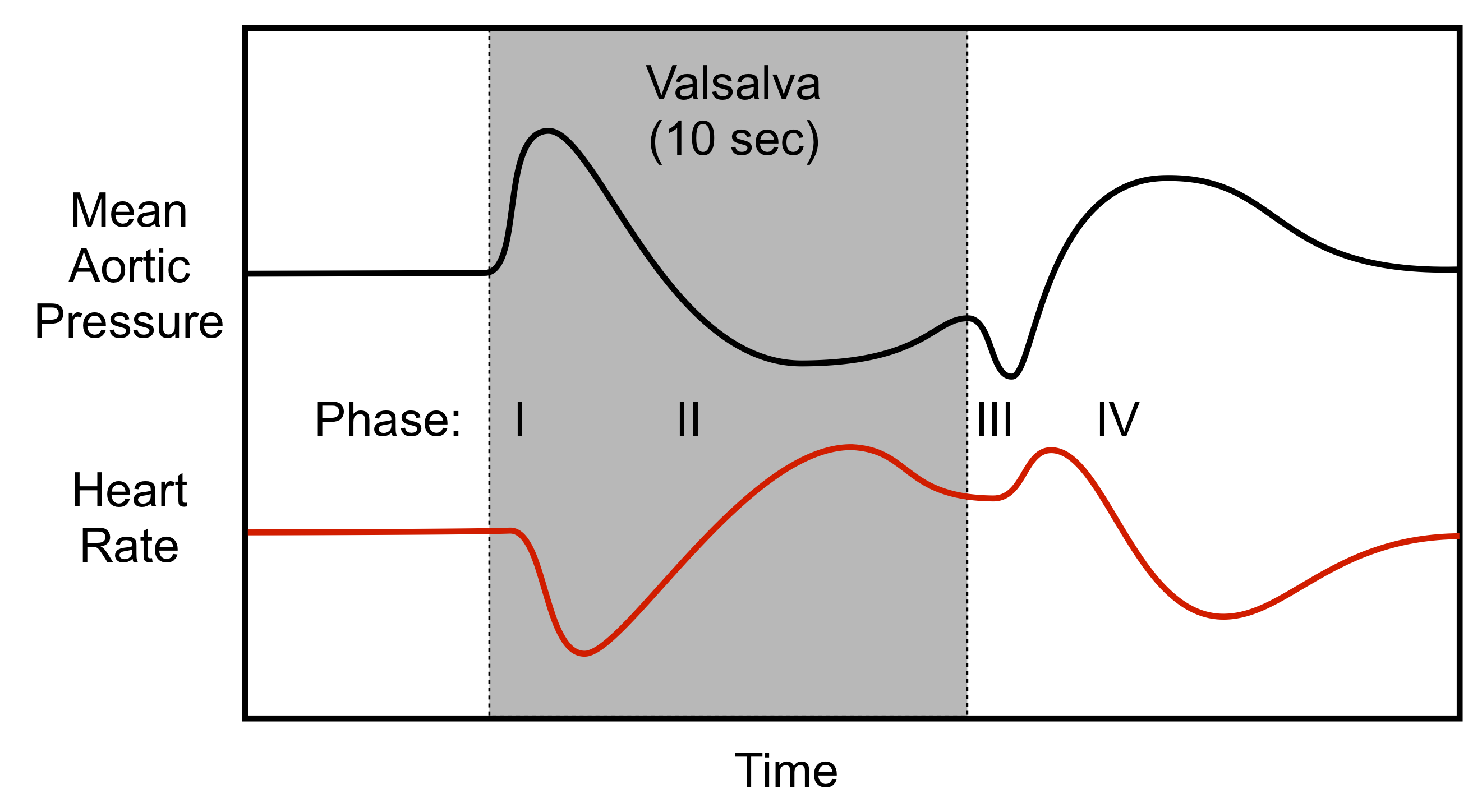 hemodynamics of a Valsalva maneuver